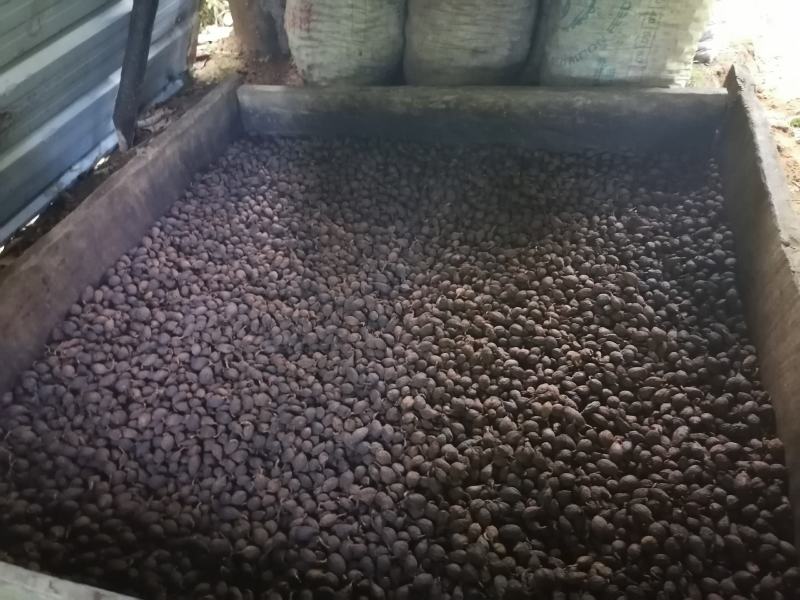 草果会友