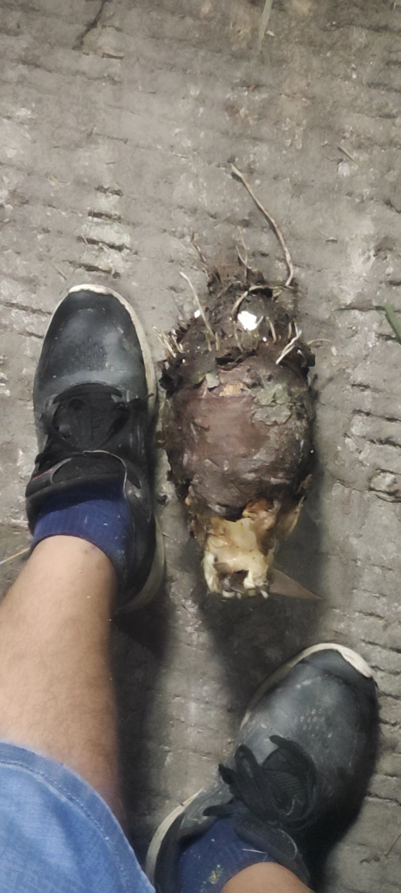 乐昌芋头糯粉，全粉芋头