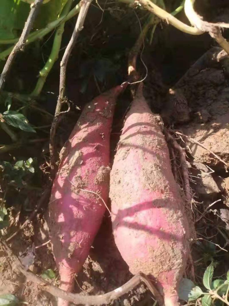 大量出售各种红薯