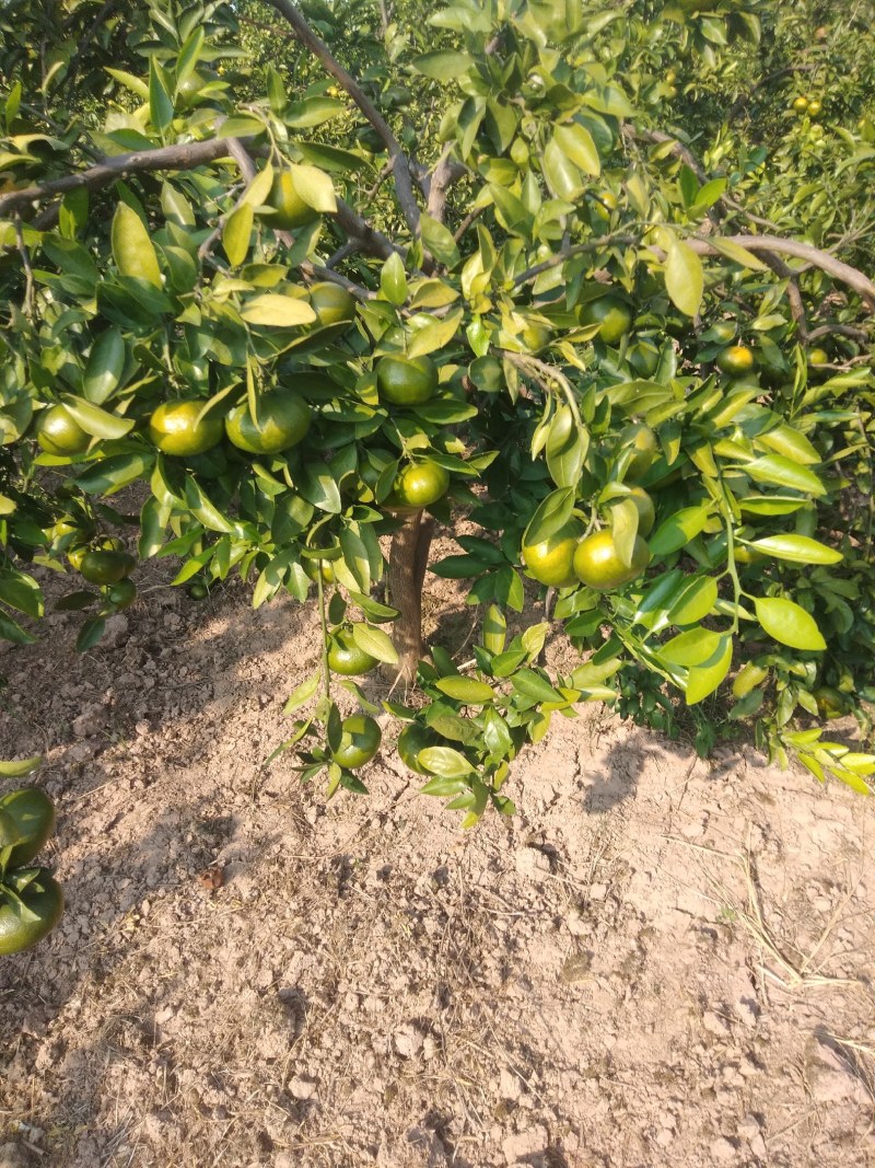 高山蜜桔大量上市口感好