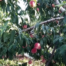 果型圆润颜色靓丽口感香甜
