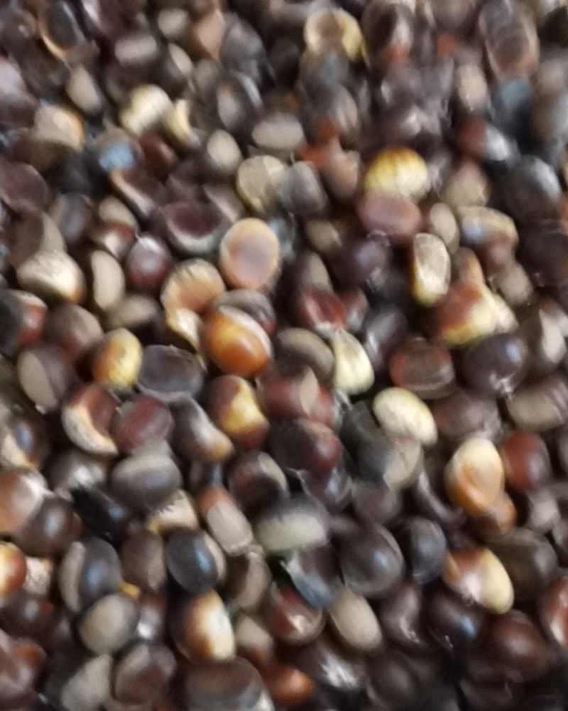 麻城板栗炒栗种特选