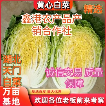 黄心大白菜净菜基地，品质好价格低，欢迎选购