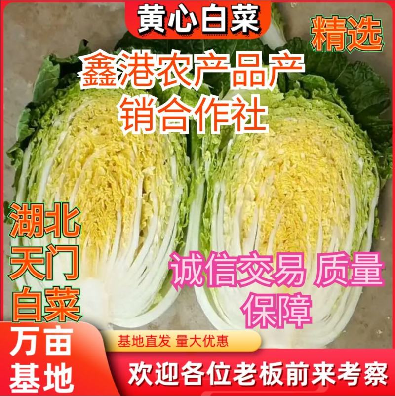 黄心大白菜净菜基地，品质好价格低，欢迎选购