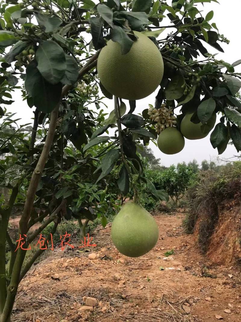 泰国考雅蜂蜜青柚苗柚子苗基地直销一手货源