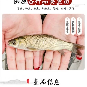 草鱼苗，各种鱼苗品种齐全，量大从优，欢迎各位老板来电咨询