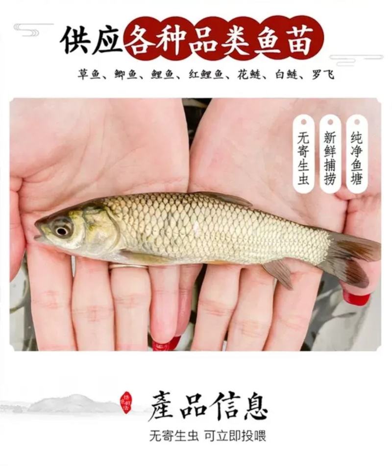 草鱼苗，各种鱼苗品种齐全，量大从优，欢迎各位老板来电咨询