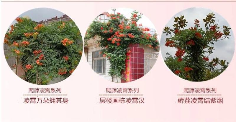 凌霄花苗爬藤植物攀爬树桩美国凌霄庭院阳台四季开花卉浓香