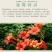凌霄花苗爬藤植物攀爬树桩美国凌霄庭院阳台四季开花卉浓香