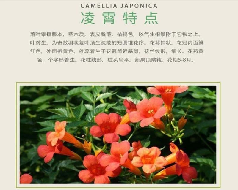 凌霄花苗爬藤植物攀爬树桩美国凌霄庭院阳台四季开花卉浓香