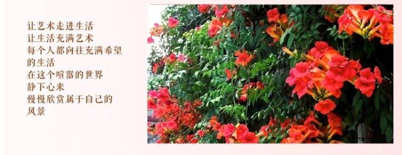 凌霄花苗爬藤植物攀爬树桩美国凌霄庭院阳台四季开花卉浓香