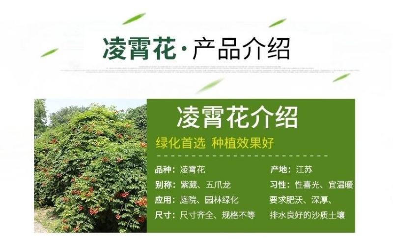 凌霄花苗爬藤植物攀爬树桩美国凌霄庭院阳台四季开花卉浓香