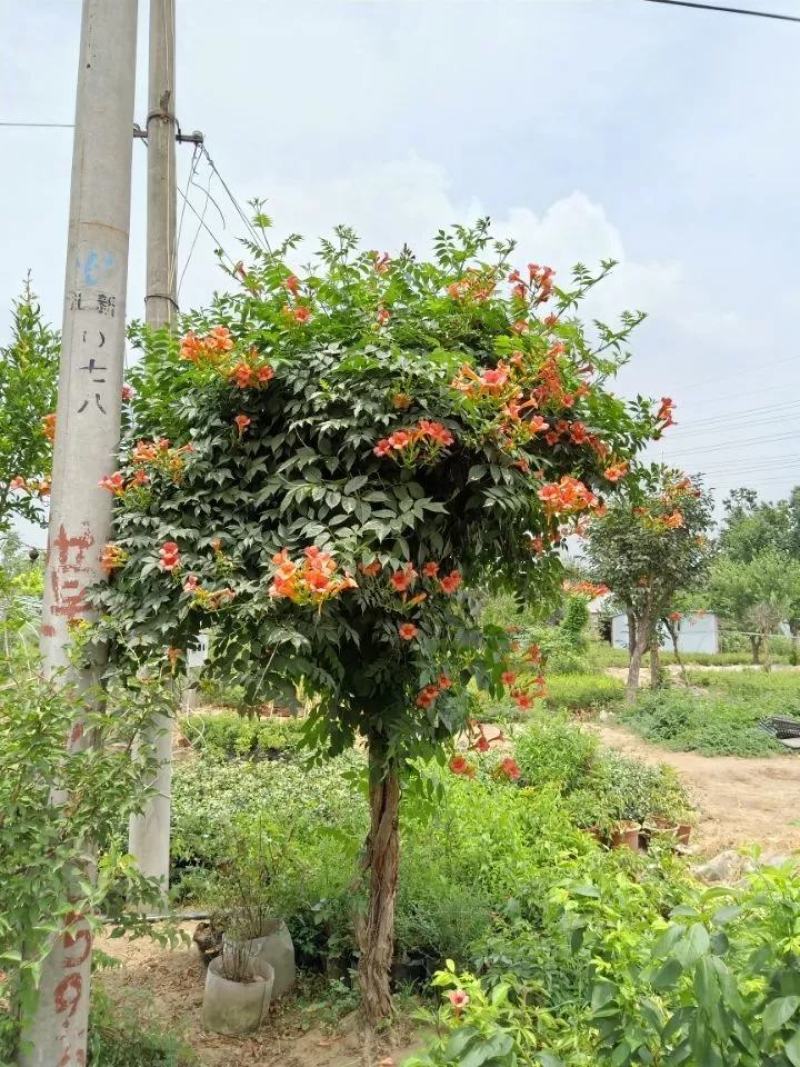 凌霄花苗爬藤植物攀爬树桩美国凌霄庭院阳台四季开花卉浓香