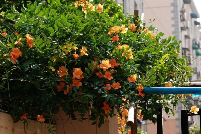 凌霄花苗爬藤植物攀爬树桩美国凌霄庭院阳台四季开花卉浓香