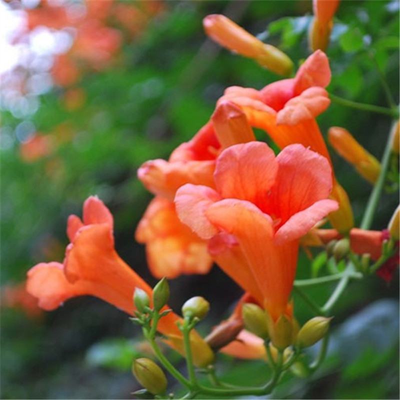 凌霄花苗爬藤植物攀爬树桩美国凌霄庭院阳台四季开花卉浓香