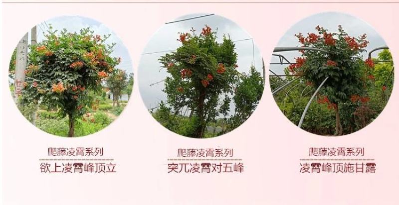凌霄花苗爬藤植物攀爬树桩美国凌霄庭院阳台四季开花卉浓香