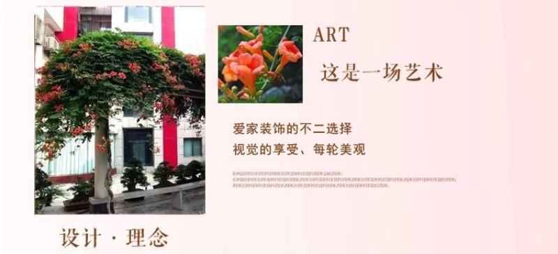 凌霄花苗爬藤植物攀爬树桩美国凌霄庭院阳台四季开花卉浓香