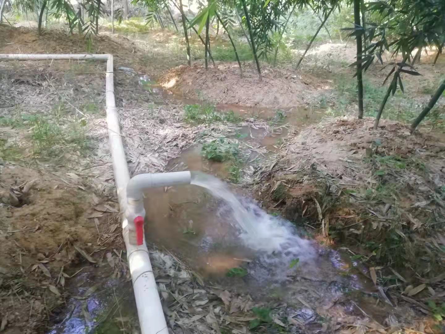 山竹果园实景图