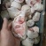 猪脚圈，猪拐骨，蹄圈，小肘子，熟食必备，
