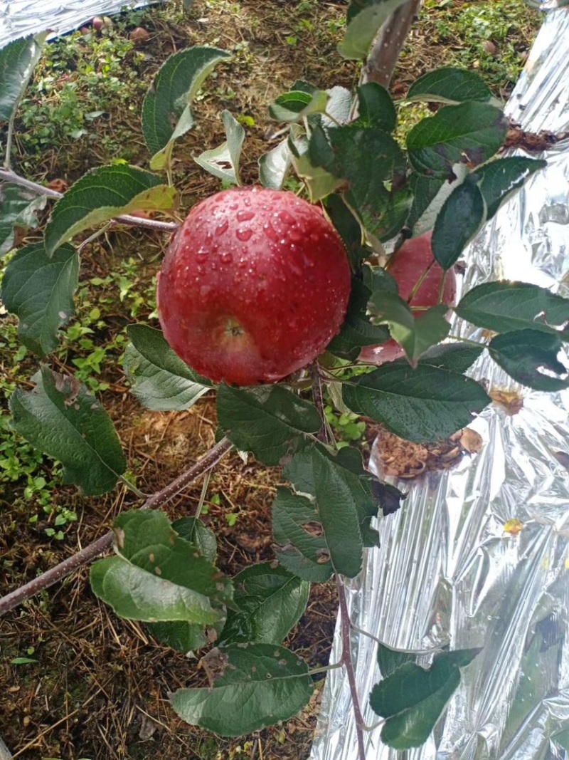 盐源丑苹果大量走货中有需要的老板赶快联系我哦
