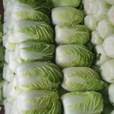 江苏黄心大白菜,精品白菜,加工厂,泡菜,酸菜厂食品加工厂
