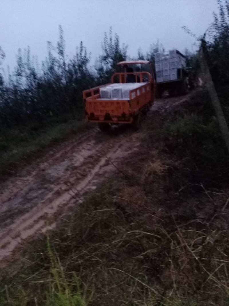 我是代办产地四川盐源红富士🍎大量上市中