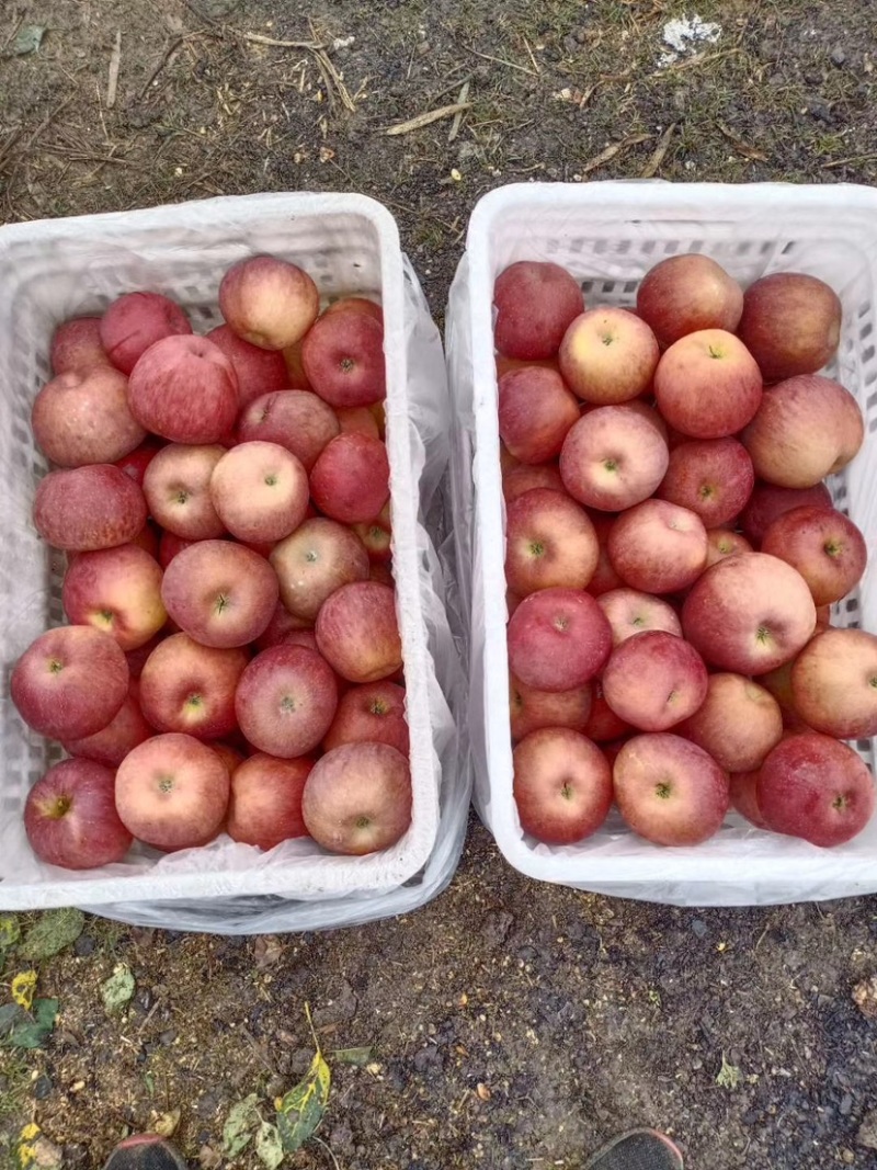 我是代办产地四川盐源红富士🍎大量上市中