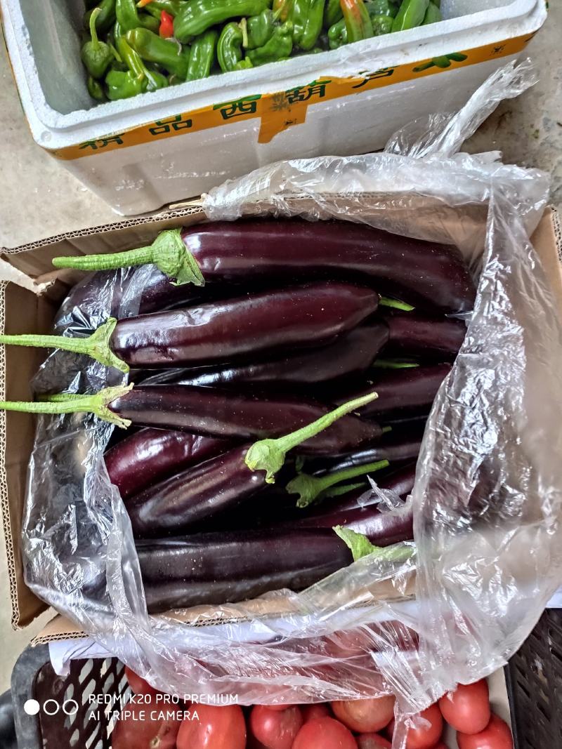 茄子大量上市中，基地大量有货夏邑县黑茄王，棒茄都有