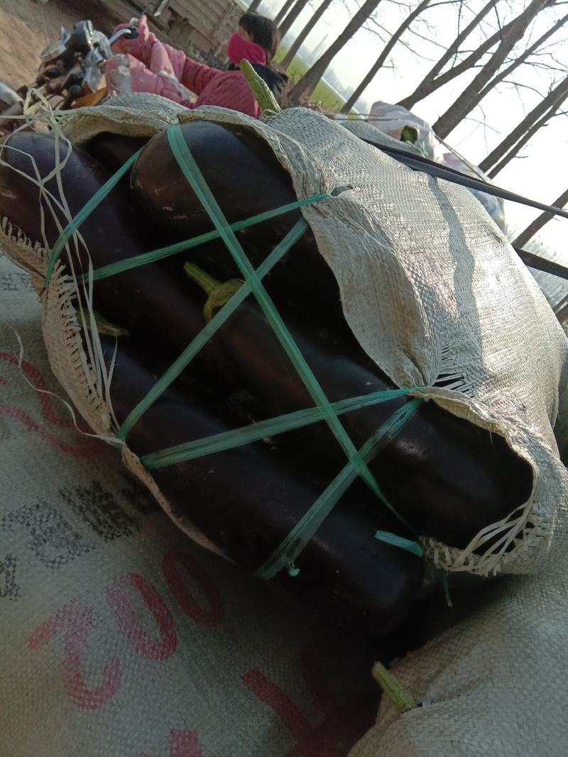 茄子大量上市中，基地大量有货夏邑县黑茄王，棒茄都有