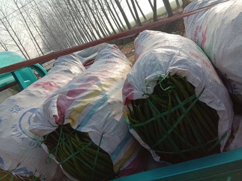 茄子大量上市中，基地大量有货夏邑县黑茄王，棒茄都有