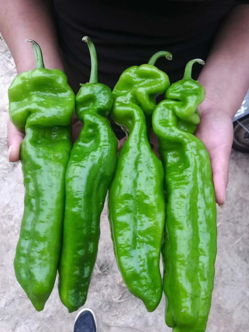 夏邑辣椒301鲜泡椒现摘现发产地直供诚信