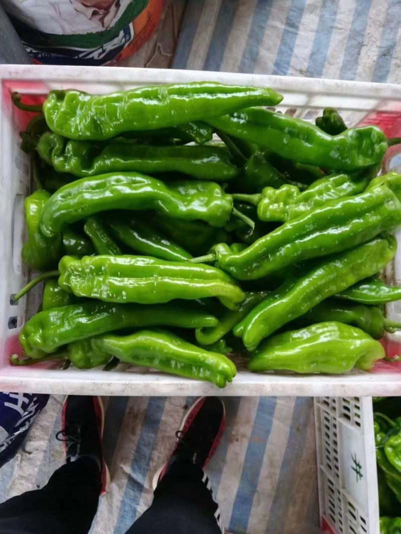 夏邑辣椒301鲜泡椒现摘现发产地直供诚信