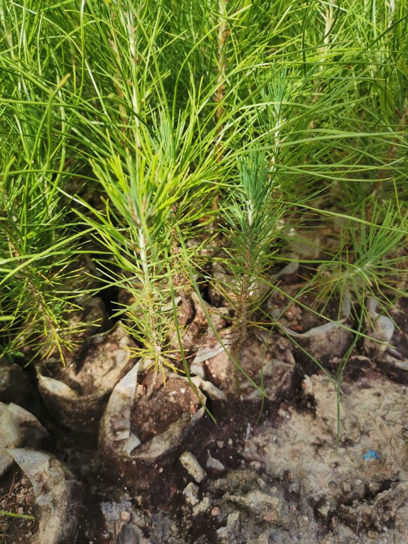 湿地松杯苗，一年湿地松杯苗价格，高度20公分以上。
