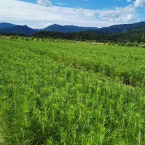 湿地松杯苗，一年湿地松杯苗价格，高度20公分以上。