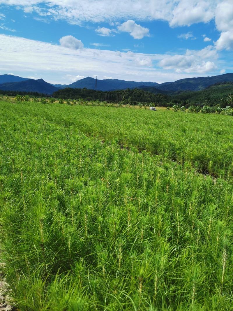 湿地松杯苗，一年湿地松杯苗价格，高度20公分以上。