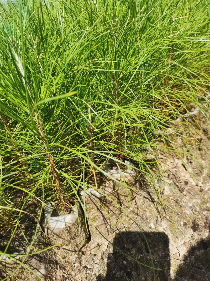 湿地松杯苗，一年湿地松杯苗价格，高度20公分以上。