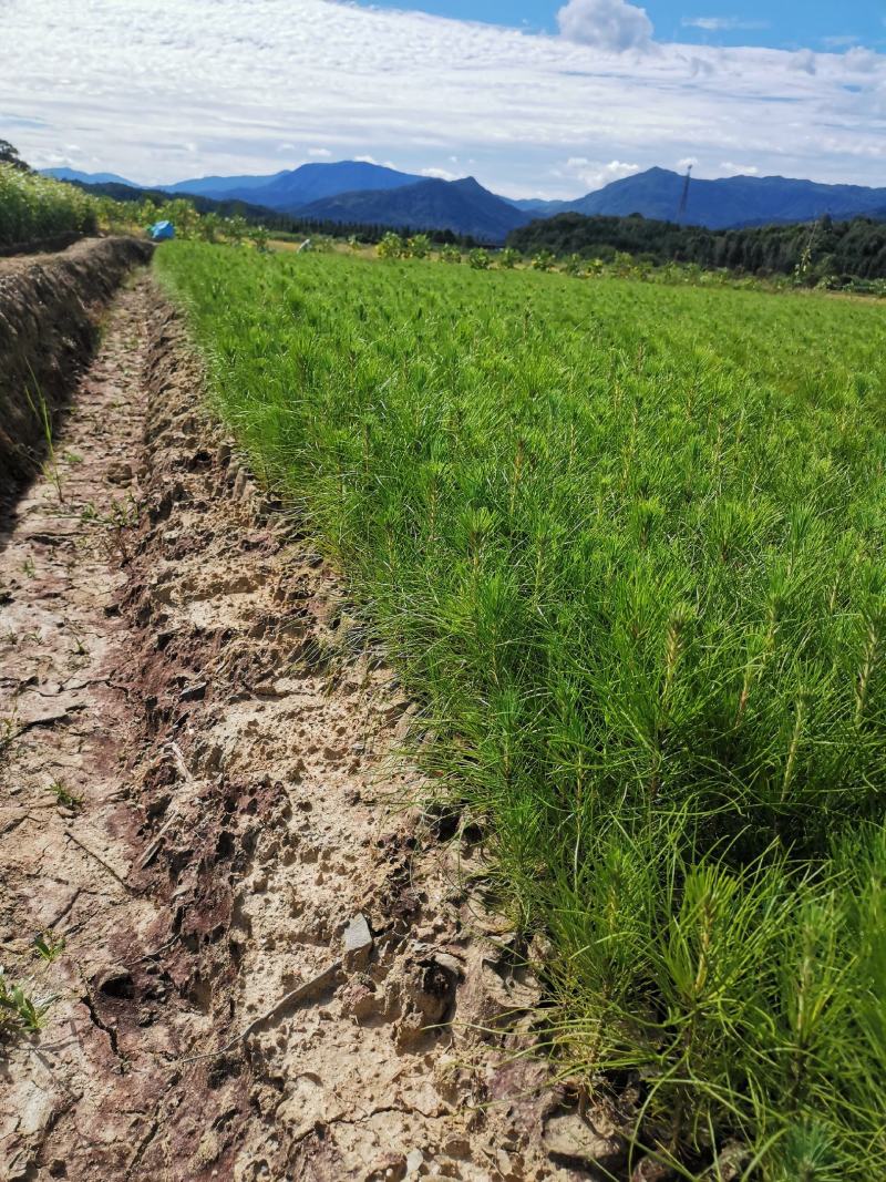 湿地松杯苗，一年湿地松杯苗价格，高度20公分以上。