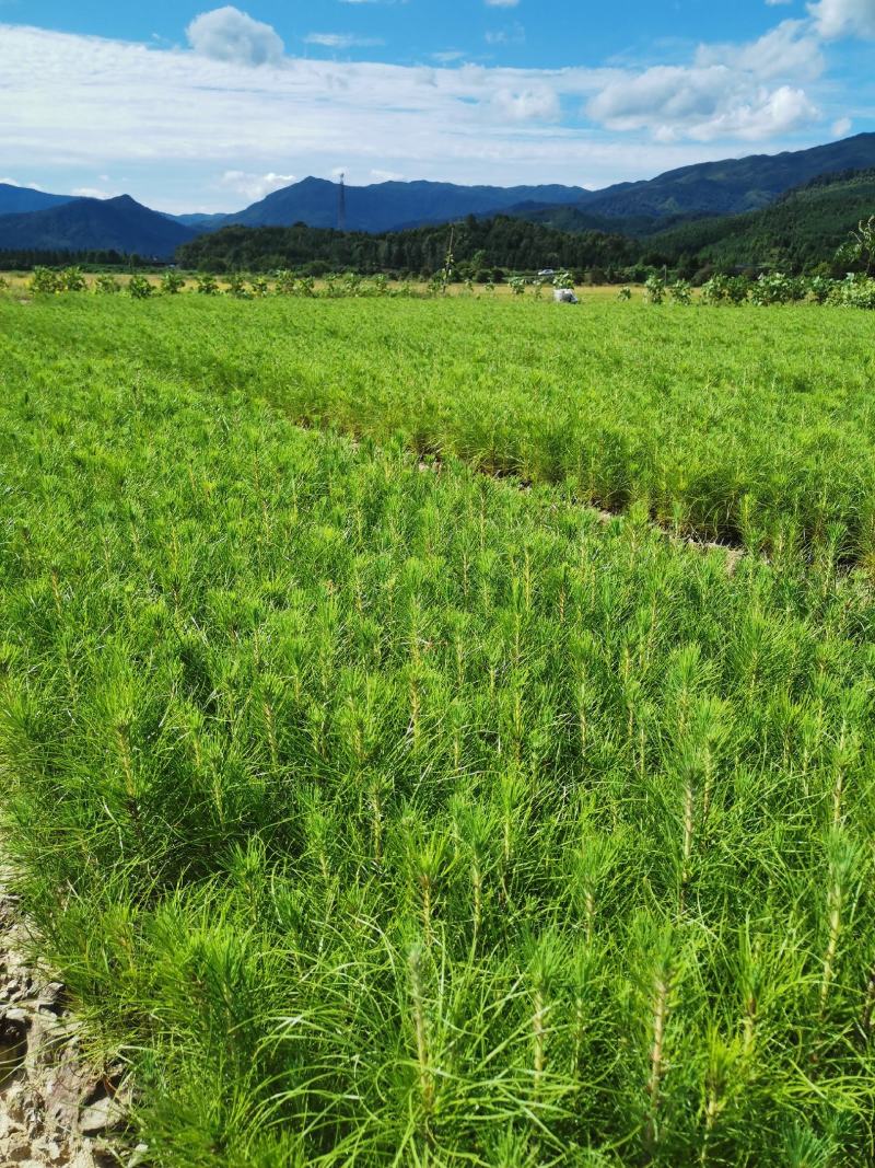湿地松杯苗，一年湿地松杯苗价格，高度20公分以上。