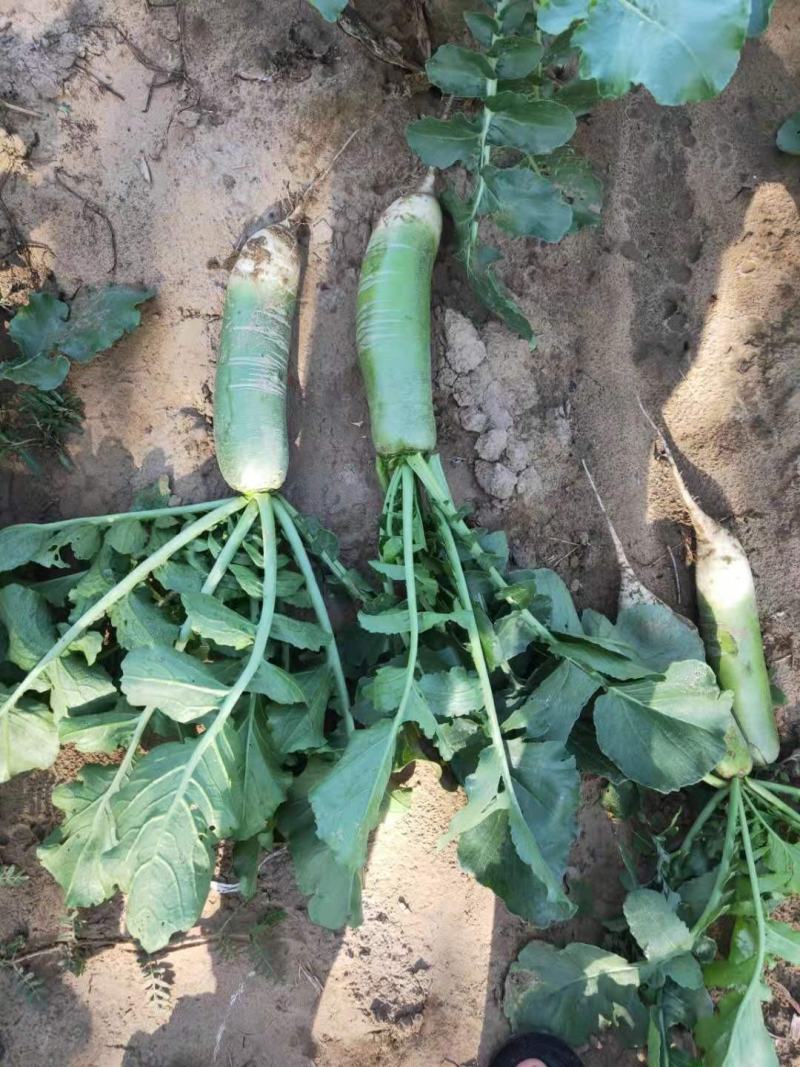 山东潍坊水果萝卜固堤水果萝植基地多多买菜专用