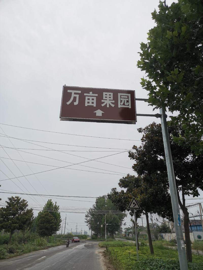 原产地供货商：秋月梨，大量上市，价格美丽！