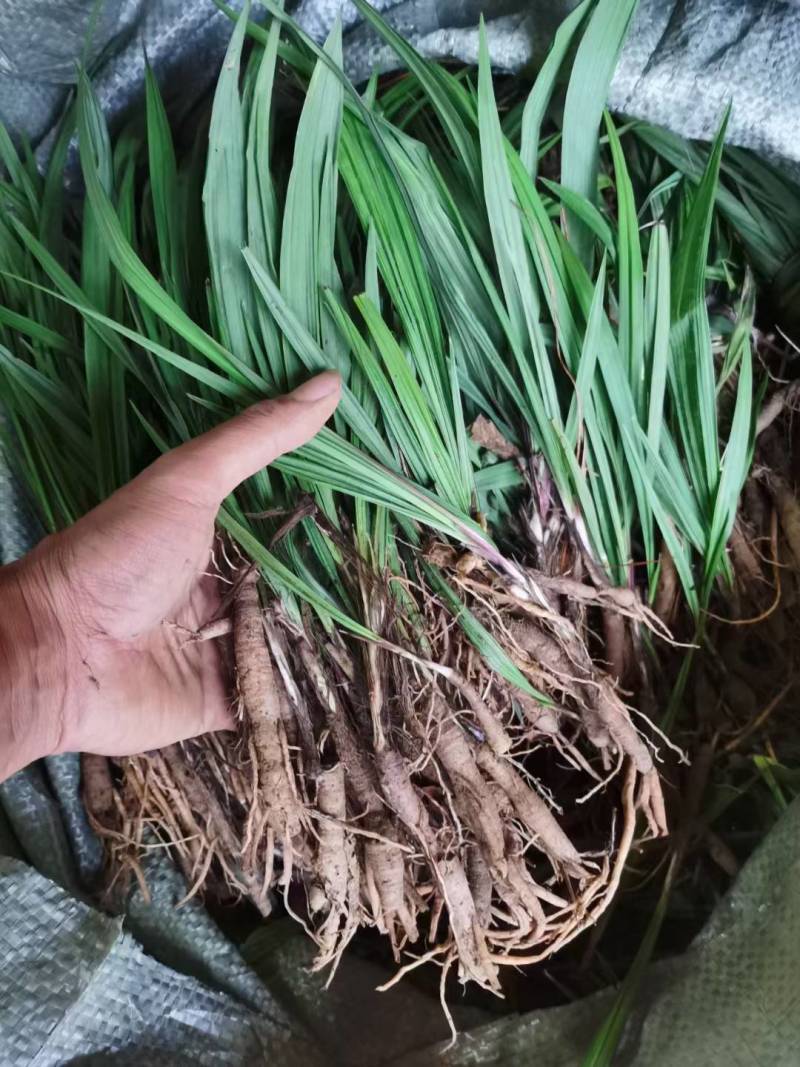 仙茅小棕根小叶品质保证量大从优