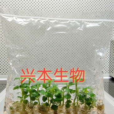 广藿香脱毒组培苗厂家直销，种苗粗壮、成活率高、速生高产