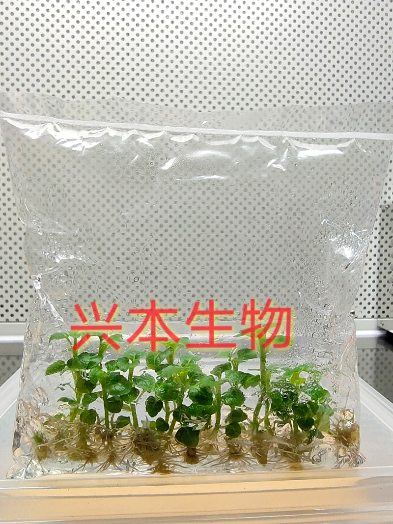 广藿香脱毒组培苗厂家直销，种苗粗壮、成活率高、速生高产
