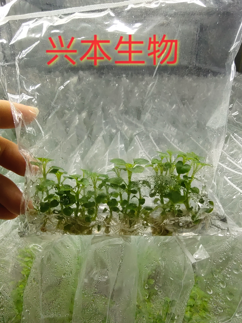 广藿香脱毒组培苗厂家直销，种苗粗壮、成活率高、速生高产