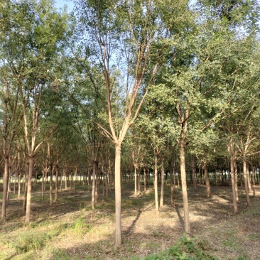 清地出售8-12高低接金枝槐，100亩地，先到先得