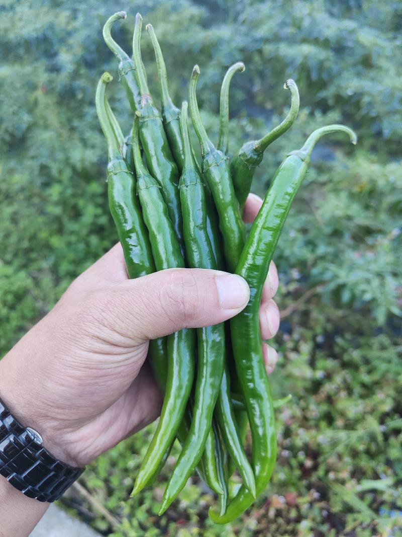 镇雄县鲜辣椒