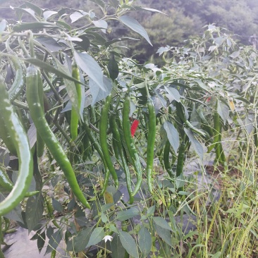 镇雄县鲜辣椒