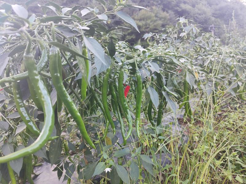 镇雄县鲜辣椒