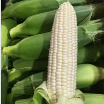 糯玉米白玉米大量上市产地直发一手货源量大从优