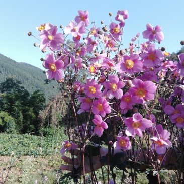 野棉花秋牡丹种子种球种根打碗碗花卉苗盆栽地栽